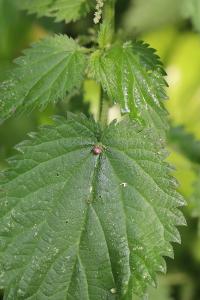 <i>Dasineura urticae</i>