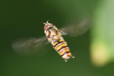 <i>Episyrphus balteatus</i>