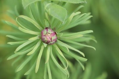 <i>Spurgia euphorbiae</i>