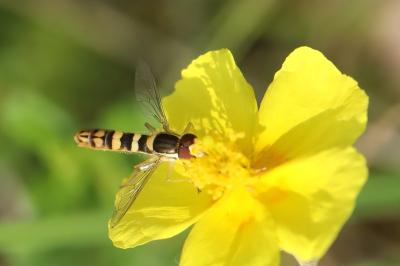 <i>Sphaerophoria scripta</i>