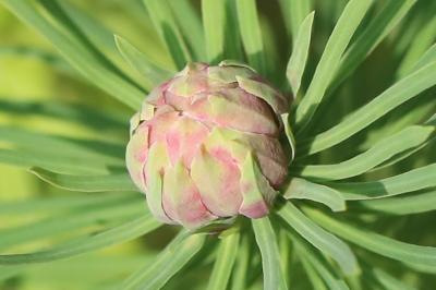 <i>Spurgia euphorbiae</i>
