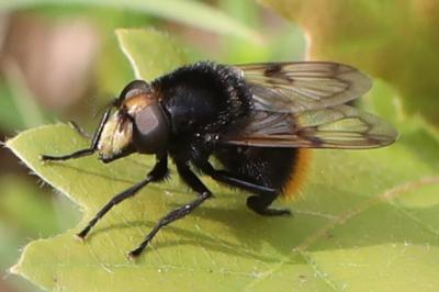 <i>Volucella bombylans</i>