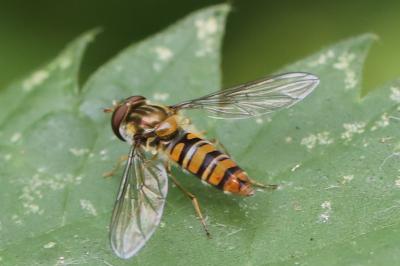 <i>Episyrphus balteatus</i>