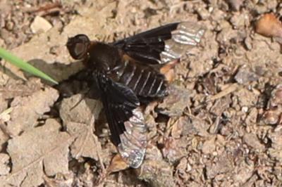 <i>Hemipenthes morio</i>