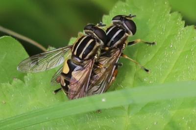 <i>Helophilus pendulus</i>