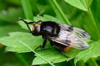 <i>Volucella bombylans</i>