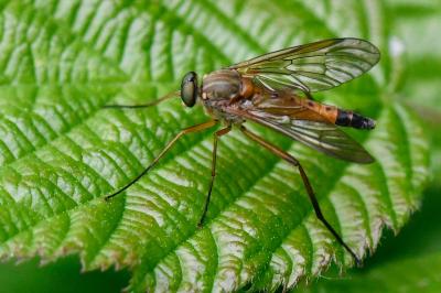<i>Rhagio tringarius</i>
