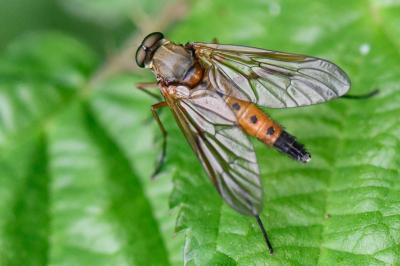 <i>Rhagio tringarius</i>
