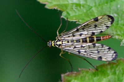 <i>Panorpa germanica</i>