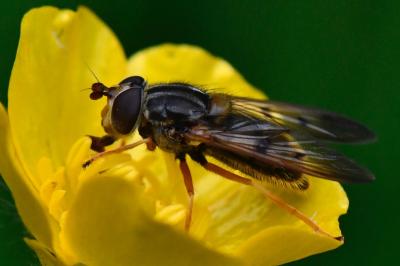 <i>Ferdinandea cuprea</i>