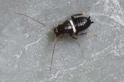<i>Planuncus vinzi</i>