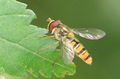 <i>Episyrphus balteatus</i>
