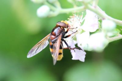 <i>Volucella zonaria</i>