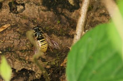 <i>Temnostoma vespiforme</i>