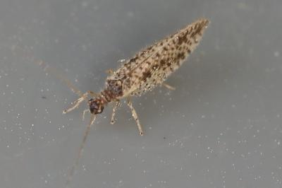 <i>Micromus variegatus</i>