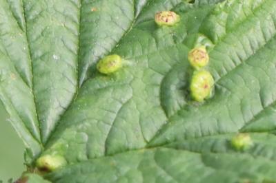 <i>Dasineura ulmaria</i>