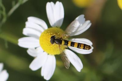 <i>Sphaerophoria scripta</i>