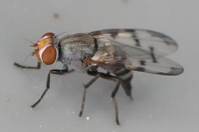 <i>Herina tristis</i>