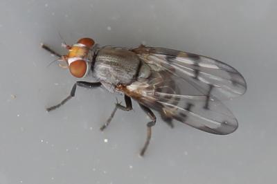 <i>Herina tristis</i>
