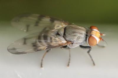 <i>Herina tristis</i>