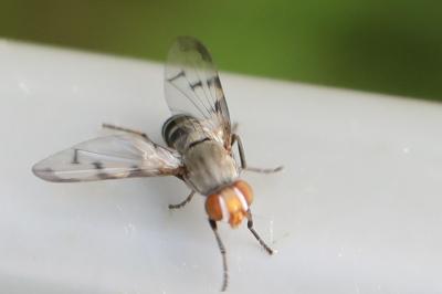 <i>Herina tristis</i>