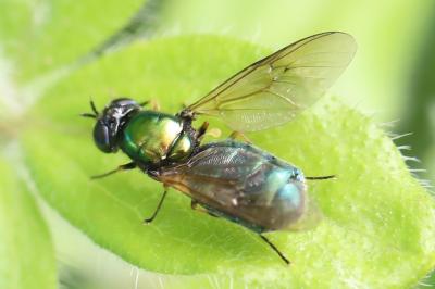 <i>Chloromyia formosa</i>