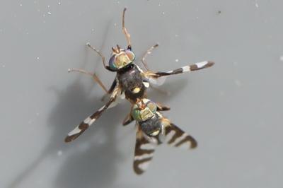 <i>Urophora quadrifasciata</i>
