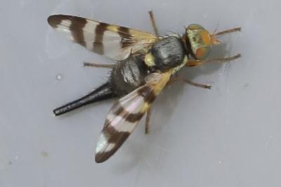 <i>Urophora jaceana</i>