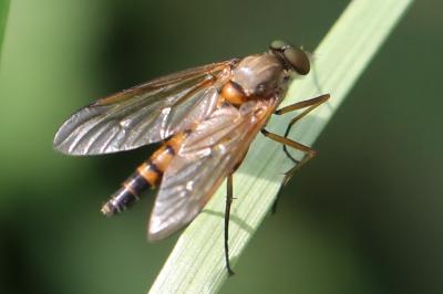 <i>Rhagio tringarius</i>