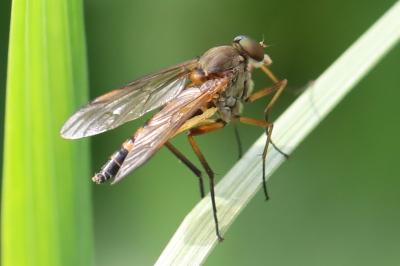 <i>Rhagio tringarius</i>