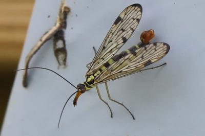 <i>Panorpa germanica</i>