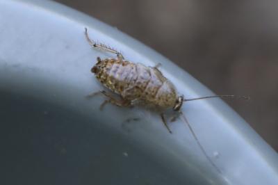 Ectobius pallidus