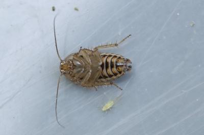 <i>Ectobius pallidus</i>