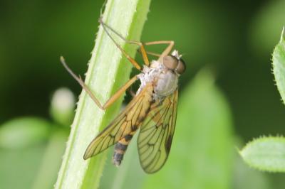 <i>Rhagio lineola</i>