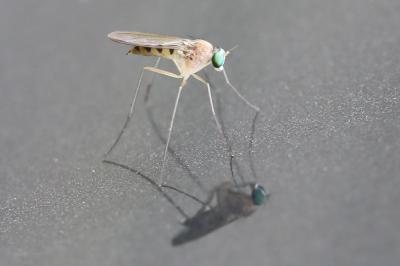 <i>Neurigona quadrifasciata</i>