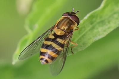 <i>Syrphus ribesii</i>