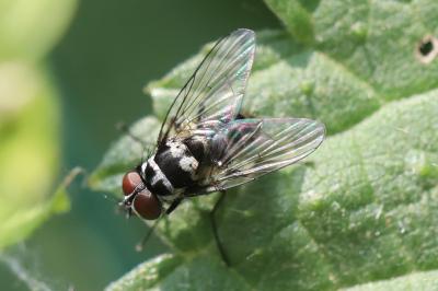 <i>Limnophora tigrina</i>
