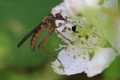 <i>Empis livida</i>