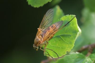 <i>Rhagio tringarius</i>