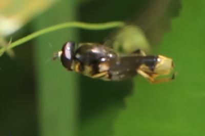 <i>Xylota sylvarum</i>