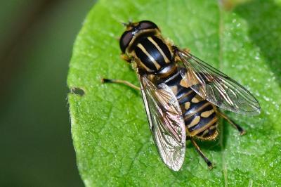 <i>Helophilus pendulus</i>