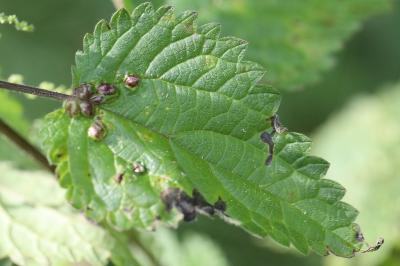 <i>Dasineura urticae</i>