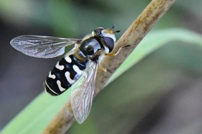 <i>Scaeva pyrastri</i>