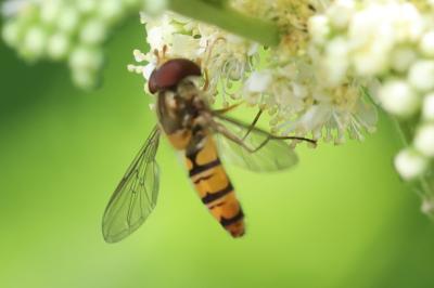 <i>Episyrphus balteatus</i>