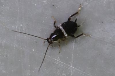 <i>Planuncus vinzi</i>