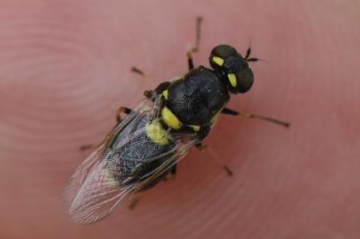 <i>Oxycera leonina</i>