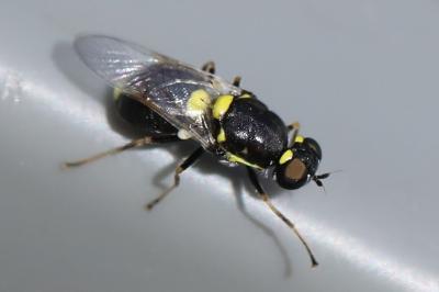 <i>Oxycera leonina</i>