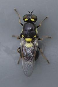 <i>Oxycera leonina</i>