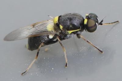 <i>Oxycera leonina</i>