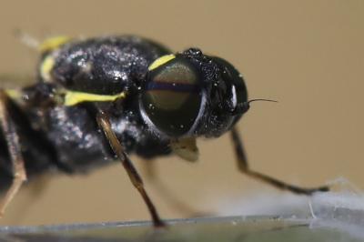 <i>Oxycera leonina</i>